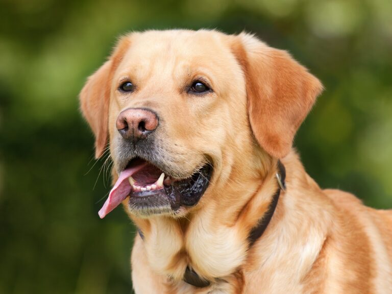« Ces chiens ne vous quitteront jamais » : découvrez les 10 races préférées des Français en 2025 qui transforment vos vacances en aventures inoubliables