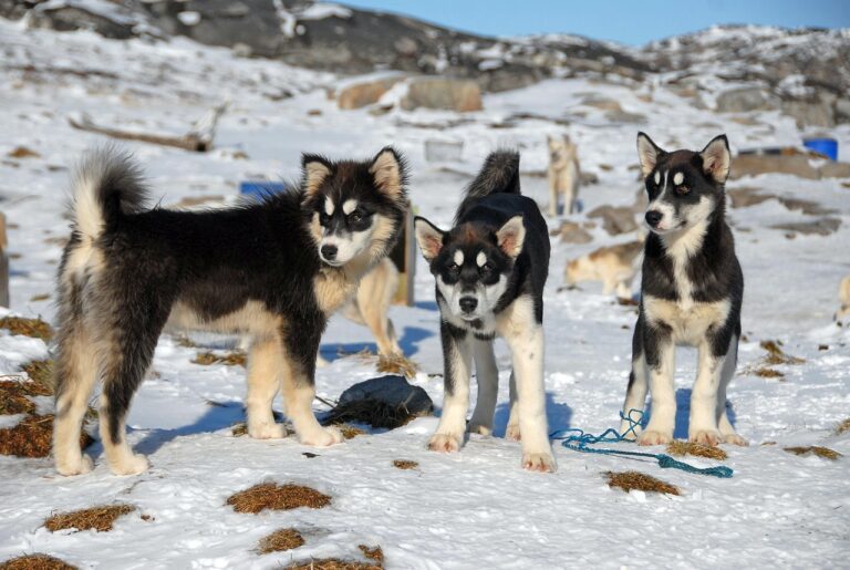 « On n&rsquo;aurait jamais cru que des chiens en savaient autant ! » : l&rsquo;ADN des chiens de traîneau du Groenland dévoile un millénaire d&rsquo;histoire arctique fascinante et méconnue