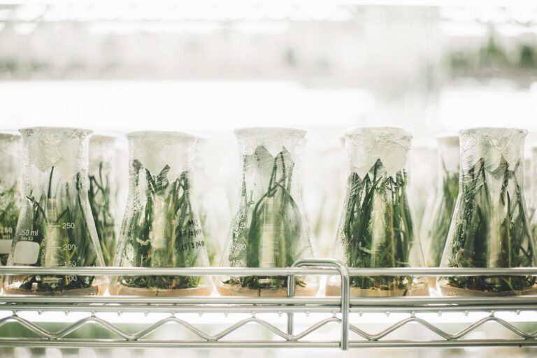 Le MIT prétend « sauver la planète » avec une photosynthèse 50 % plus efficace mais les écolos s&rsquo;inquiètent des conséquences sur la biodiversité