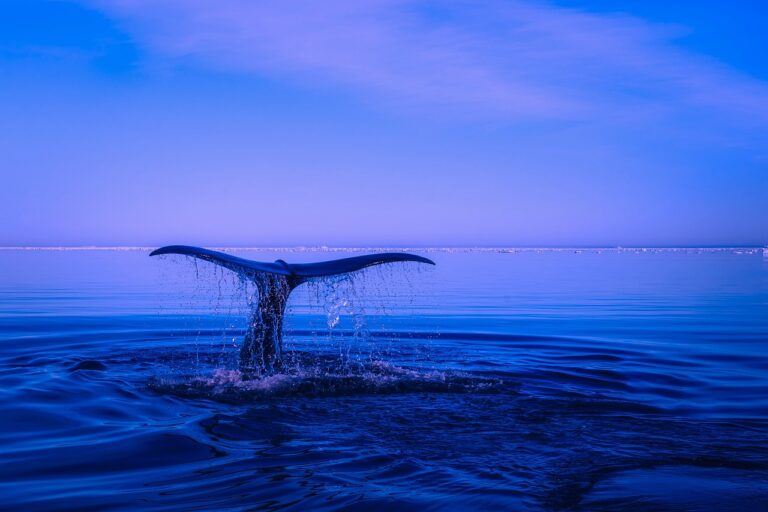 Les déjections de baleines : « Elles nous font respirer mieux » affirme un scientifique renommé et suscite la controverse mondiale