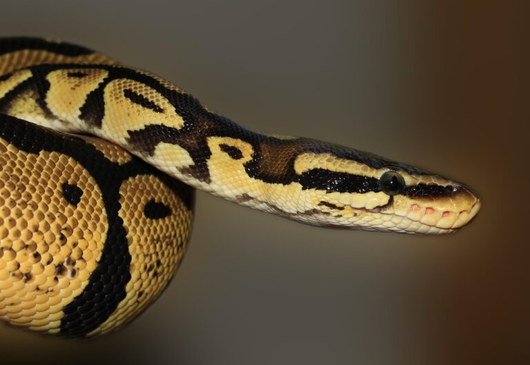 Les pythons digèrent-ils des os ? Un mystère « qui défie la science » et pourrait bouleverser notre compréhension du règne animal !